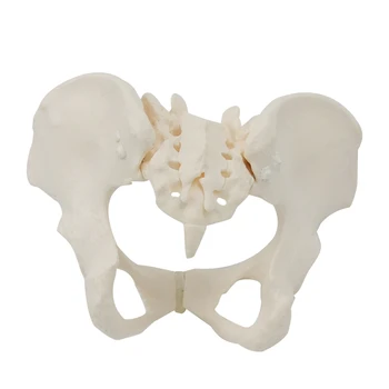 1 шт 1: 1 Модель женского таза в натуральную величину, модель скелета женского таза для научного образования