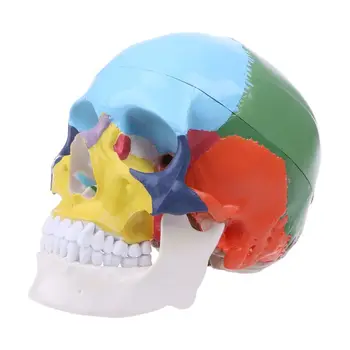 G5AA Красочная модель человеческого черепа в натуральную величину Анатомическая анатомия медицинское обучение Skeleto