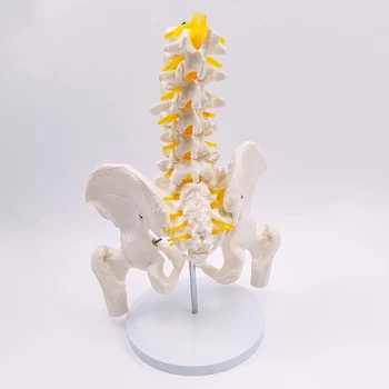 1 Шт Научных принадлежностей для 5-сегментного поясничного отдела позвоночника с моделями нервов, прикрепленных к тазовой кости и сломанной кости ноги